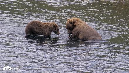 Kodiak Alaska Brown Bears Live Webcam - Aug 20, 2026, 7:04pm AKDT