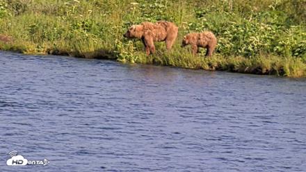 Kodiak Alaska Brown Bears Live Webcam - Jul 25, 2026, 6:55pm AKDT