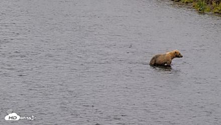 Kodiak Alaska Brown Bears Live Webcam - Aug 6, 2026, 10:36am AKDT