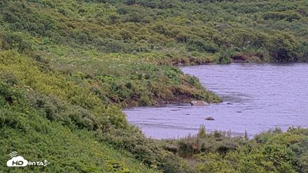 Kodiak Alaska Brown Bears Live Webcam - Aug 4, 2026, 9:39am AKDT