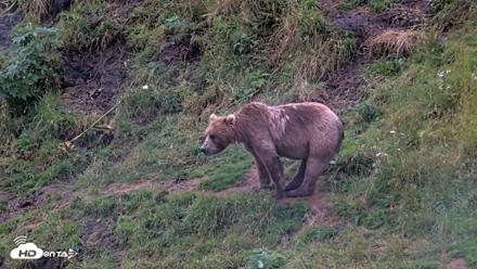 Kodiak Alaska Brown Bears Live Webcam - Aug 14, 2026, 7:09am AKDT