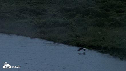 Kodiak Alaska Brown Bears Live Webcam - Aug 3, 2026, 10:51pm AKDT