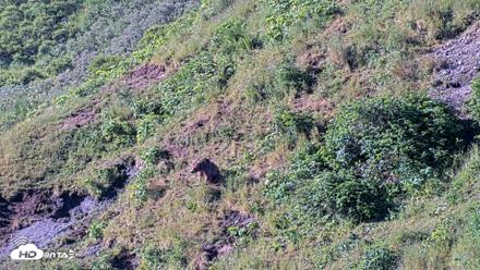 Kodiak Alaska Brown Bears Live Webcam - Jul 30, 2026, 9:13am AKDT