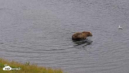 Kodiak Alaska Brown Bears Live Webcam - Aug 2, 2026, 9:20pm AKDT