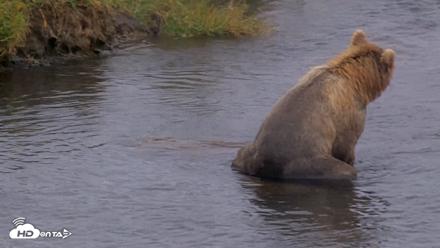 Kodiak Alaska Brown Bears Live Webcam - Aug 13, 2026, 4:48pm AKDT