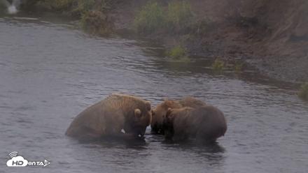 Kodiak Alaska Brown Bears Live Webcam - Aug 13, 2026, 4:56pm AKDT