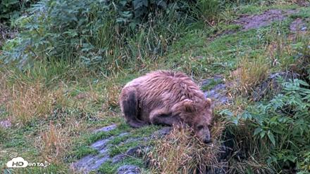 Kodiak Alaska Brown Bears Live Webcam - Aug 13, 2026, 6:58am AKDT