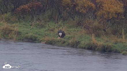 Kodiak Alaska Brown Bears Live Webcam - Oct 5, 2026, 11:55am AKDT
