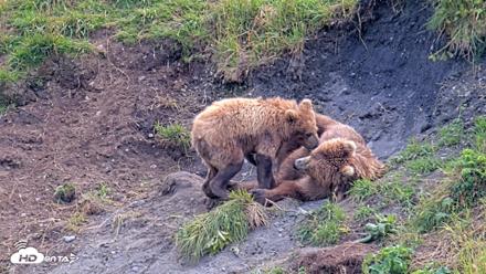 Kodiak Alaska Brown Bears Live Webcam - Aug 9, 2026, 3:48pm AKDT