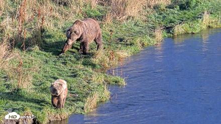 Kodiak Alaska Brown Bears Live Webcam - Oct 2, 2026, 5:56pm AKDT