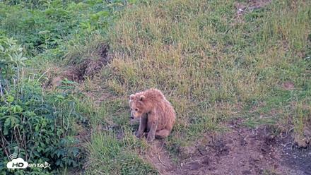 Kodiak Alaska Brown Bears Live Webcam - Jul 29, 2026, 10:01pm AKDT