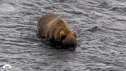 Kodiak Alaska Brown Bears Live Webcam - Aug 21, 2026, 12:51pm AKDT