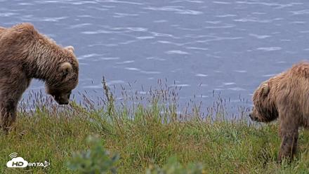 Kodiak Alaska Brown Bears Live Webcam - Aug 2, 2026, 11:07am AKDT