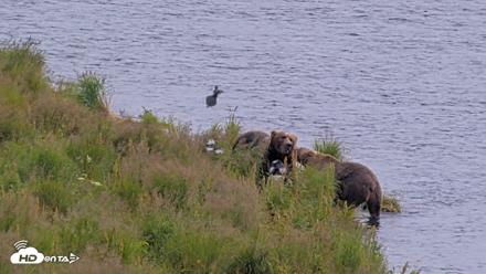 Kodiak Alaska Brown Bears Live Webcam - Aug 9, 2026, 4:28pm AKDT