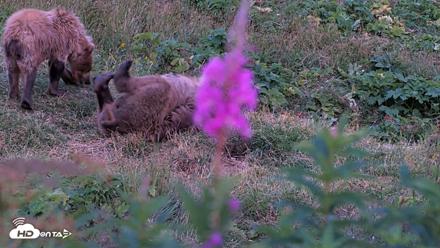 Kodiak Alaska Brown Bears Live Webcam - Aug 11, 2026, 10:12pm AKDT