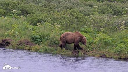 Kodiak Alaska Brown Bears Live Webcam - Jul 27, 2026, 9:12am AKDT