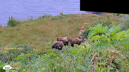 Kodiak Alaska Brown Bears Live Webcam - Aug 7, 2026, 12:40pm AKDT