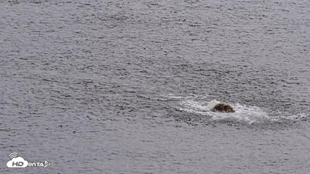 Kodiak Alaska Brown Bears Live Webcam - Aug 6, 2026, 2:27pm AKDT