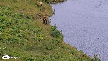 Kodiak Alaska Brown Bears Live Webcam - Aug 4, 2026, 4:32pm AKDT