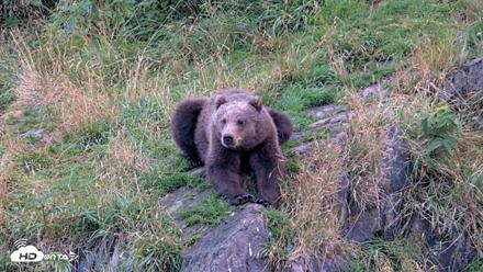 Kodiak Alaska Brown Bears Live Webcam - Aug 21, 2026, 7:22am AKDT