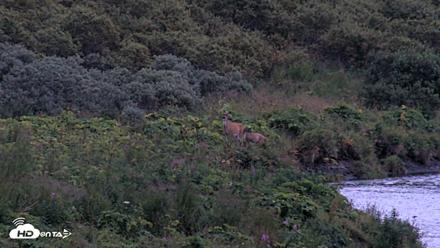 Kodiak Alaska Brown Bears Live Webcam - Aug 18, 2026, 9:50pm AKDT