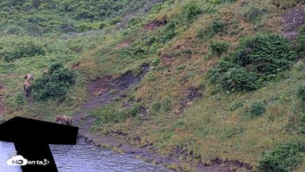 Kodiak Alaska Brown Bears Live Webcam - Aug 7, 2026, 7:42am AKDT