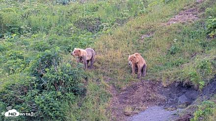 Kodiak Alaska Brown Bears Live Webcam - Jul 28, 2026, 9:25pm AKDT