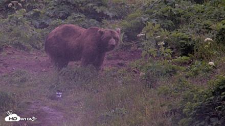 Kodiak Alaska Brown Bears Live Webcam - Jul 22, 2026, 6:24am AKDT