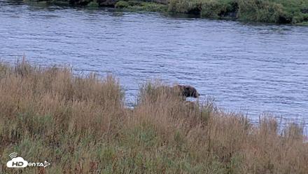 Kodiak Alaska Brown Bears Live Webcam - Oct 6, 2026, 11:14am AKDT
