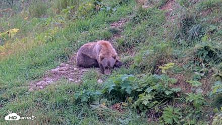 Kodiak Alaska Brown Bears Live Webcam - Aug 14, 2026, 4:04pm AKDT