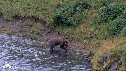 Kodiak Alaska Brown Bears Live Webcam - Aug 17, 2026, 7:42pm AKDT