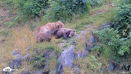 Kodiak Alaska Brown Bears Live Webcam - Aug 9, 2026, 5:06pm AKDT