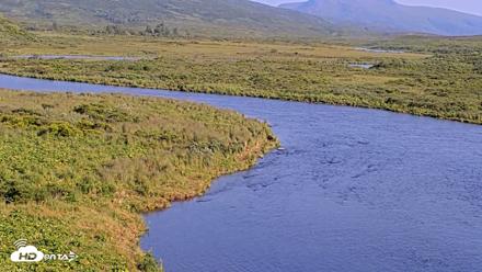 Kodiak Alaska Brown Bears Live Webcam - Aug 8, 2026, 6:59pm AKDT
