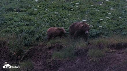 Kodiak Alaska Brown Bears Live Webcam - Jul 19, 2026, 11:01pm AKDT