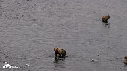 Kodiak Alaska Brown Bears Live Webcam - Aug 7, 2026, 7:26am AKDT