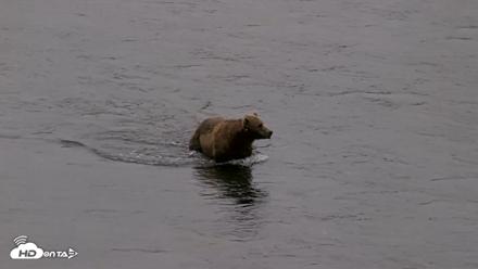 Kodiak Alaska Brown Bears Live Webcam - Aug 4, 2026, 6:50am AKDT