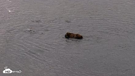 Kodiak Alaska Brown Bears Live Webcam - Jul 27, 2026, 10:49pm AKDT