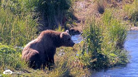 Kodiak Alaska Brown Bears Live Webcam - Jul 31, 2026, 10:34am AKDT
