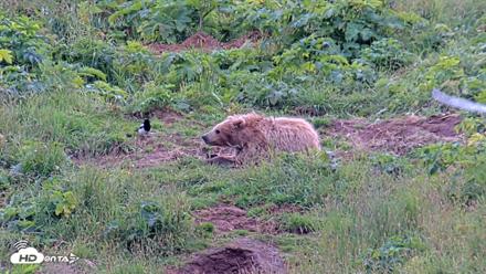 Kodiak Alaska Brown Bears Live Webcam - Aug 6, 2026, 6:01pm AKDT