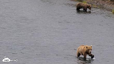 Kodiak Alaska Brown Bears Live Webcam - Aug 10, 2026, 11:58am AKDT