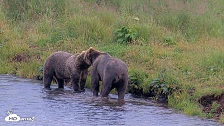 Kodiak Alaska Brown Bears Live Webcam - Aug 10, 2026, 7:15pm AKDT