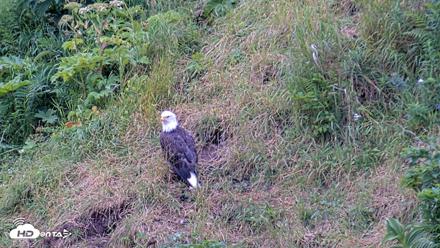 Kodiak Alaska Brown Bears Live Webcam - Aug 5, 2026, 8:39am AKDT