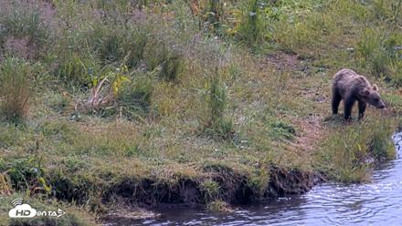 Kodiak Alaska Brown Bears Live Webcam - Aug 9, 2026, 12:36pm AKDT