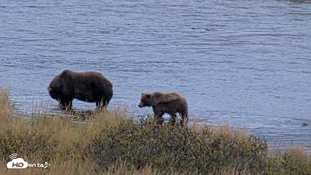 Kodiak Alaska Brown Bears Live Webcam - Oct 6, 2026, 11:17am AKDT