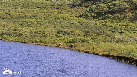Kodiak Alaska Brown Bears Live Webcam - Jul 29, 2026, 5:19pm AKDT