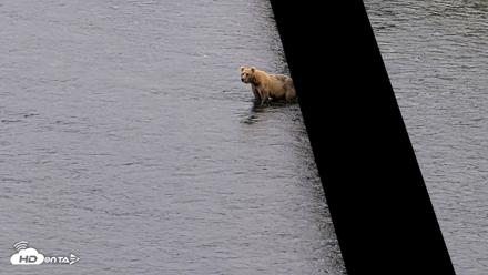 Kodiak Alaska Brown Bears Live Webcam - Aug 6, 2026, 10:31am AKDT