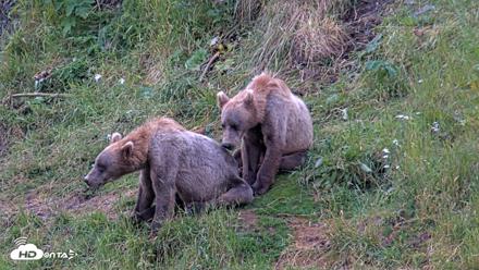 Kodiak Alaska Brown Bears Live Webcam - Aug 6, 2026, 7:47am AKDT