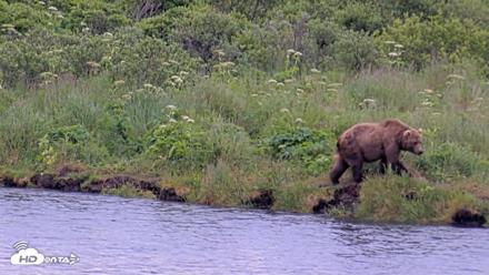 Kodiak Alaska Brown Bears Live Webcam - Jul 27, 2026, 9:11am AKDT