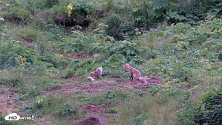 Kodiak Alaska Brown Bears Live Webcam - Aug 4, 2026, 9:56pm AKDT
