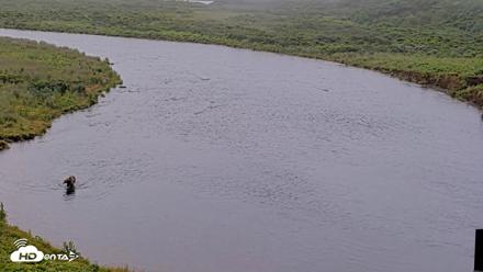 Kodiak Alaska Brown Bears Live Webcam - Aug 9, 2026, 8:46am AKDT